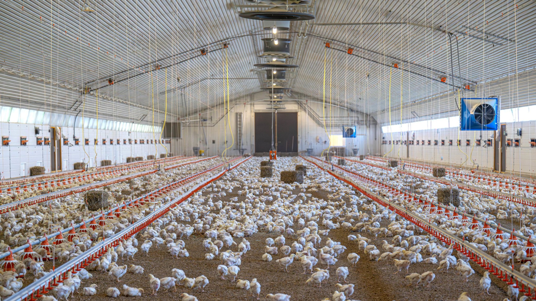 Niedersachsen, Dötlingen: Masthähnchen der Rasse Hubbard 757 stehen in einem Stall.