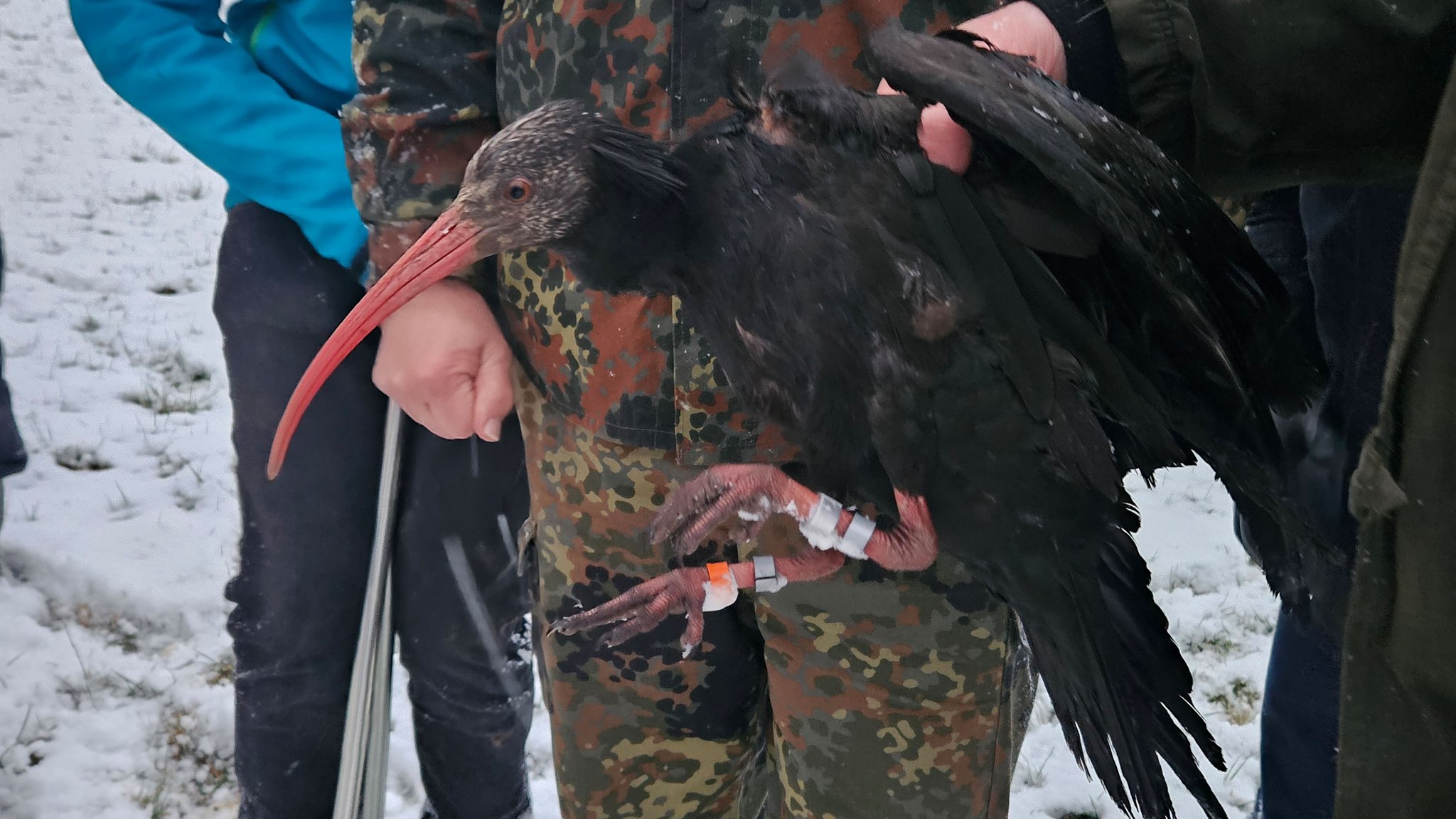 Zugvogel verirrt sich: Seltener Waldrapp im Bayerwald gerettet