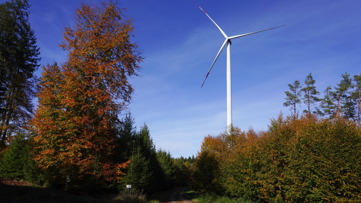 Windräder im Wald: Sinnvoll oder Gefahr für den Artenschutz? 