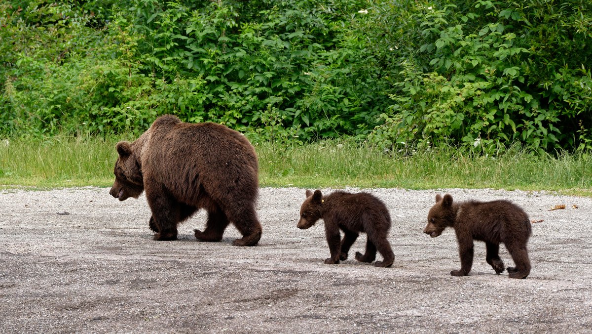 Symbolbild: Braunbären-Mutter mit zwei Jungtieren
