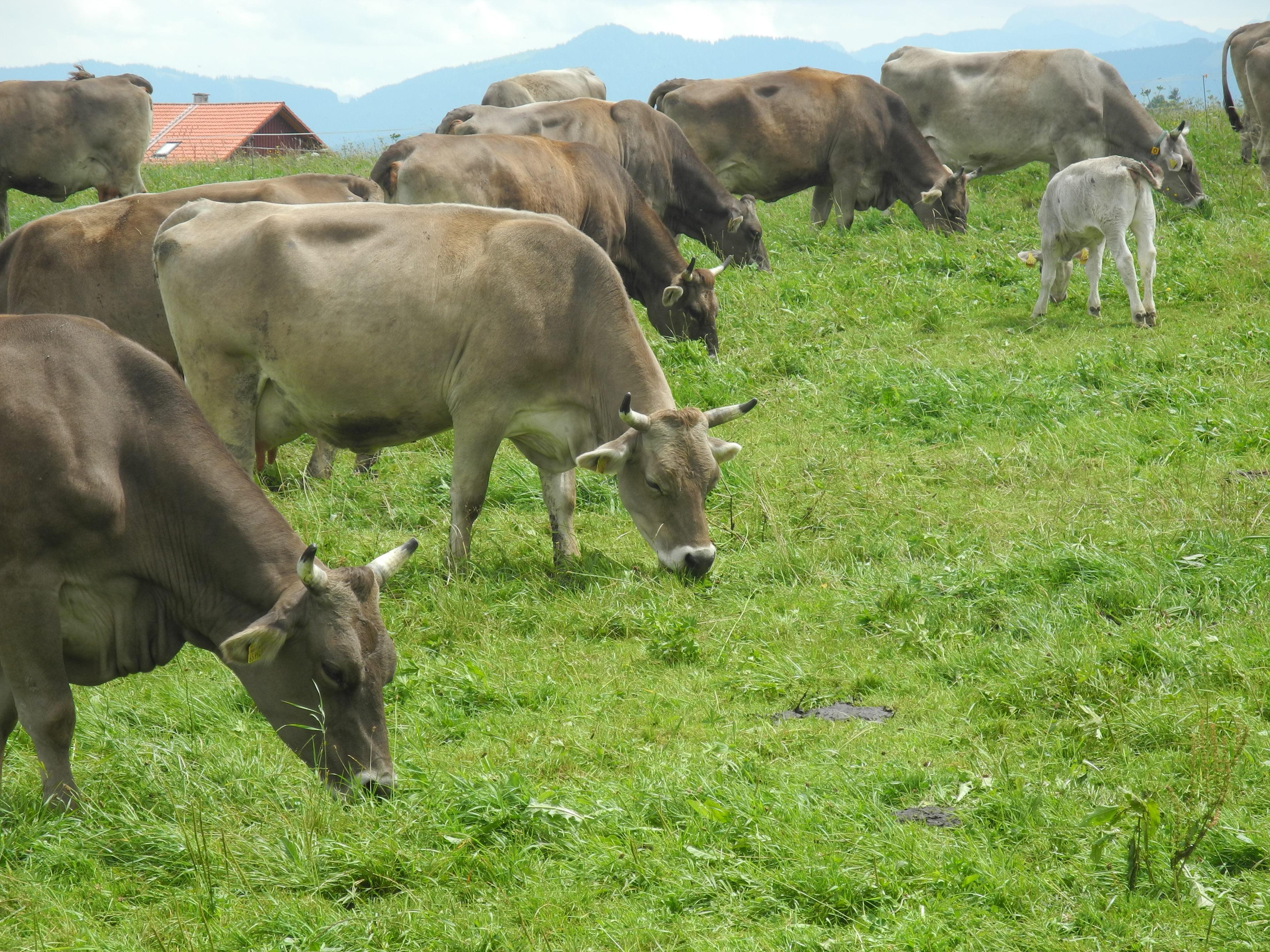 Mehrere Allgäuer Braunvieh-Kühe und ein Kalb grasen auf einer Weide