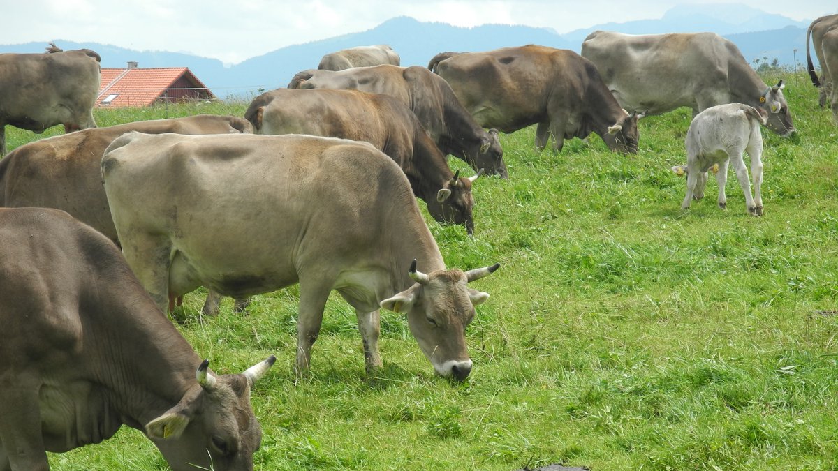 Mehrere Allgäuer Braunvieh-Kühe und ein Kalb grasen auf einer Weide