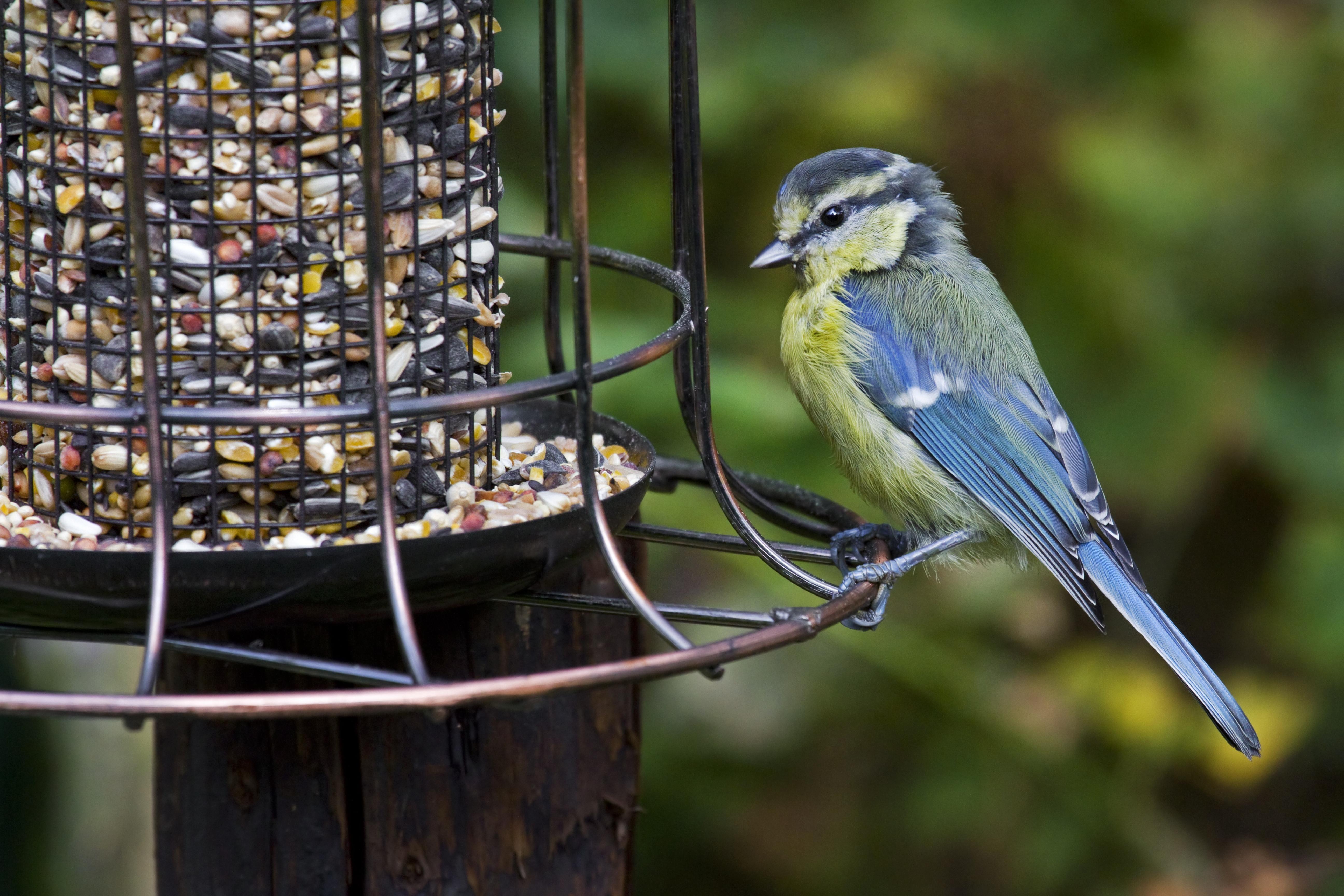 Blaumeise am Vogelfutterhäuschen im Garten