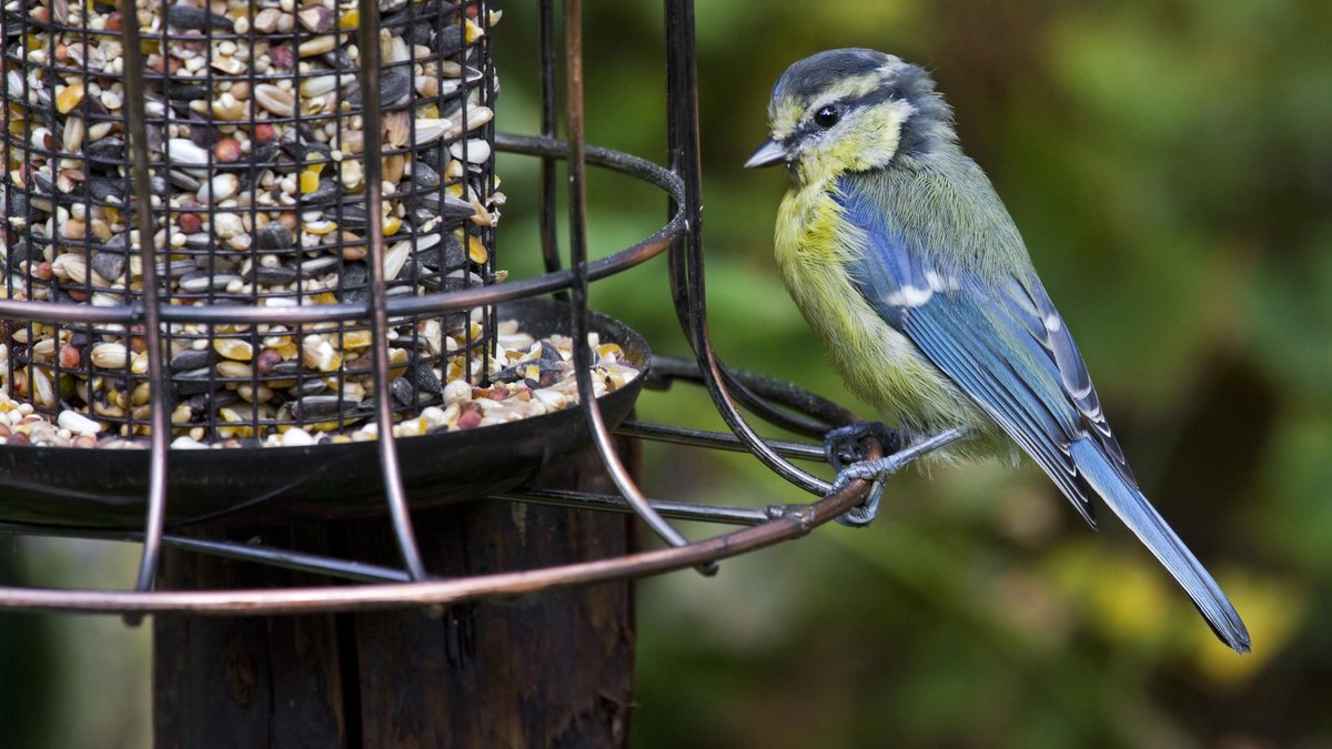 Soll man Vögel auch im Sommer füttern?