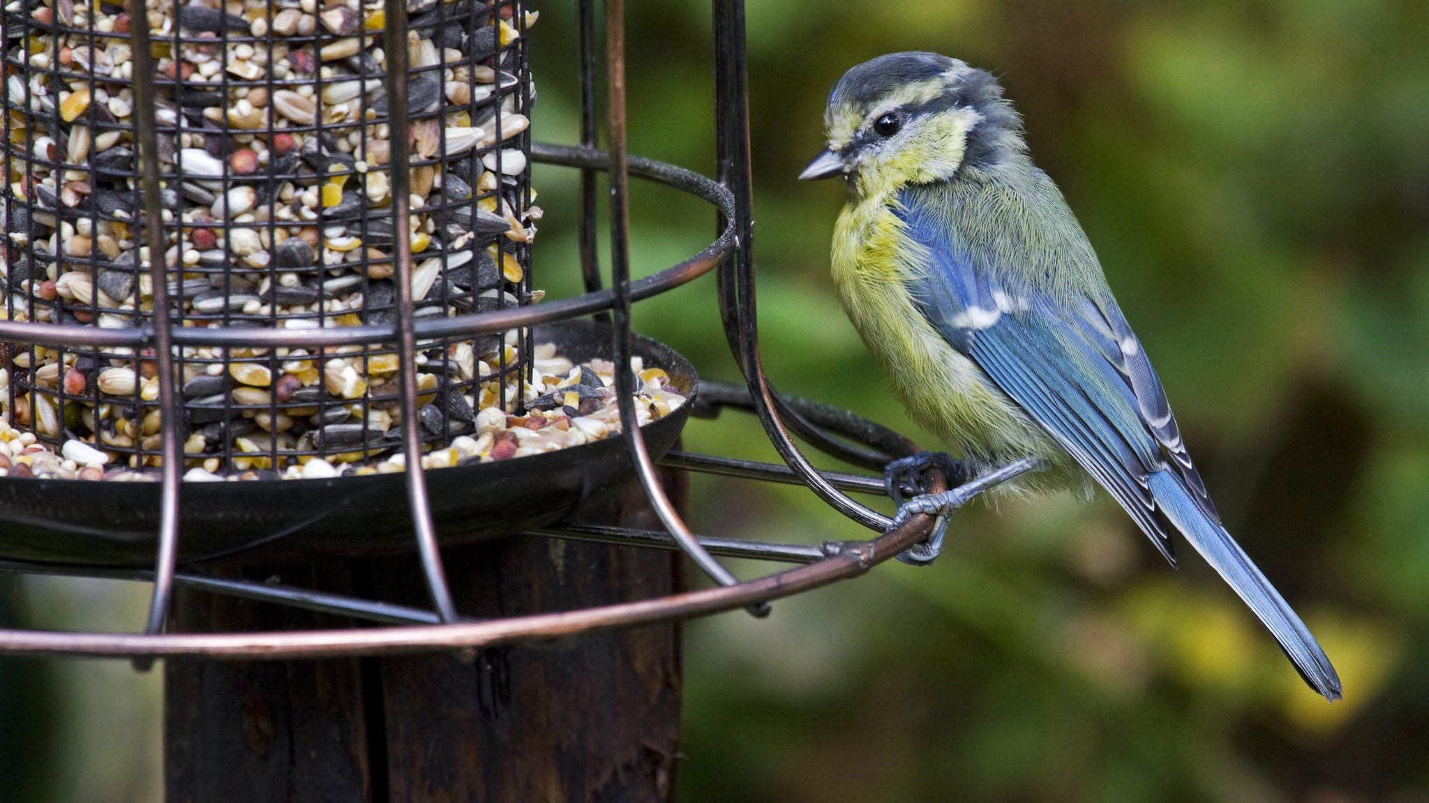 Blaumeise am Vogelfutterhäuschen im Garten