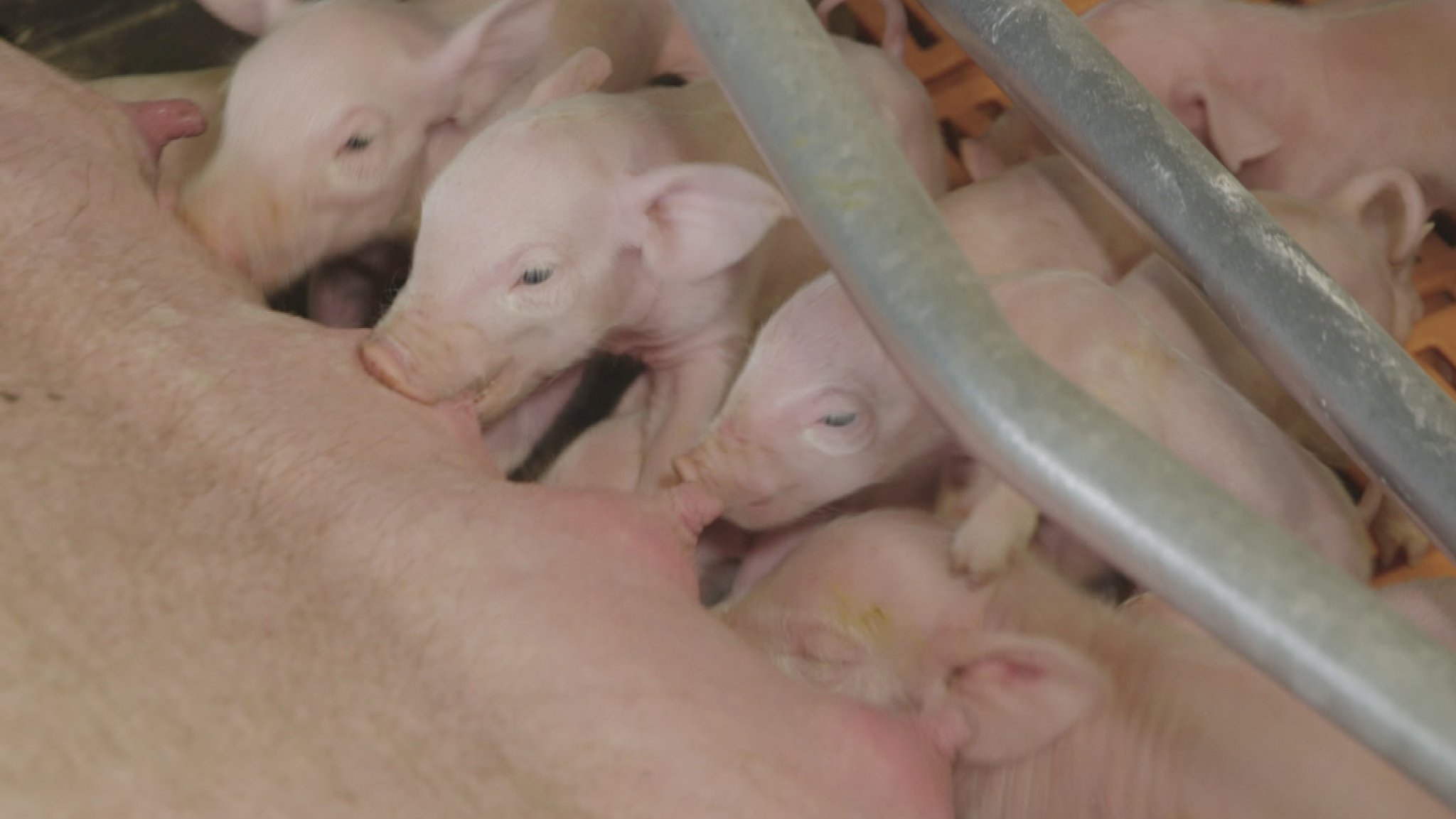 Nahaufnahme von mehreren Ferkeln, die an den Zitzen einer Sau saugen. Schätzungsweise zwölf Prozent der Ferkel sterben vor, während oder kurz nach der Geburt. Tote Ferkel sollen jetzt registriert werden.