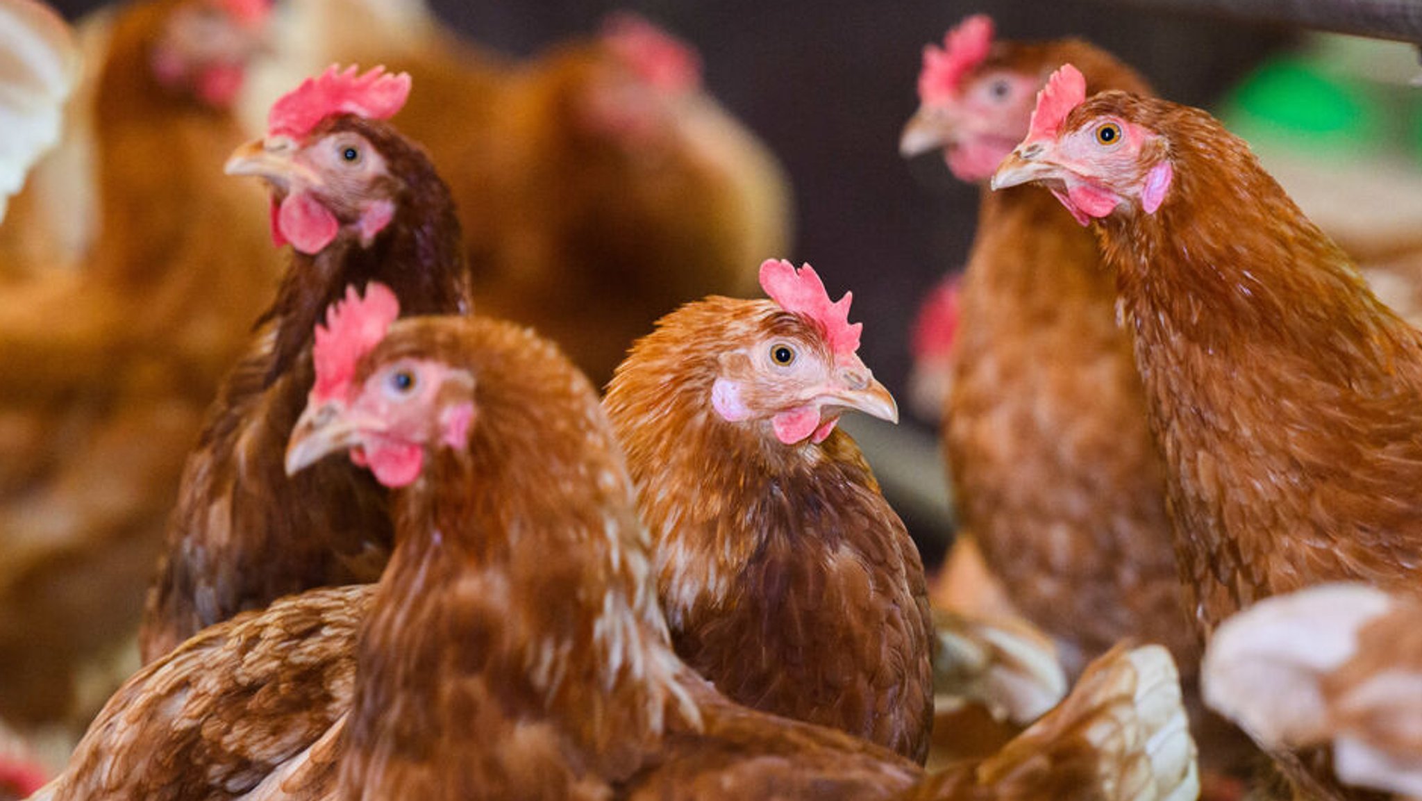 ARCHIV - 12.04.2022, Niedersachsen, Hannover: Hühner stehen in einem Stall eines Betriebes mit Eiern aus Freilandhaltung in der Region Hannover. (zu dpa: «Vogelgrippe im Kreis Vechta - fast 150.000 Tiere betroffen») Foto: Julian Stratenschulte/dpa +++ dpa-Bildfunk +++