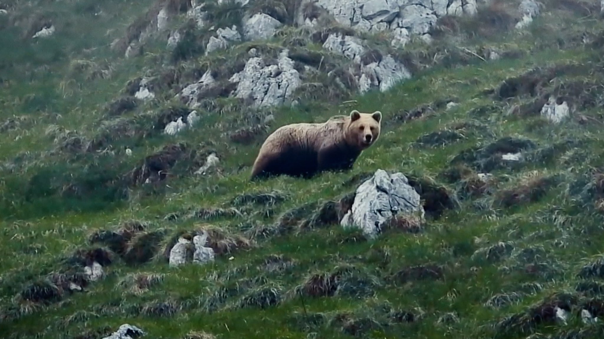 Ein Bär steht auf einer Wiese.