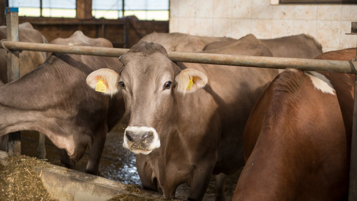 Methan-Ausstoß durch Rinder: Welche Wege es zur Reduzierung gibt