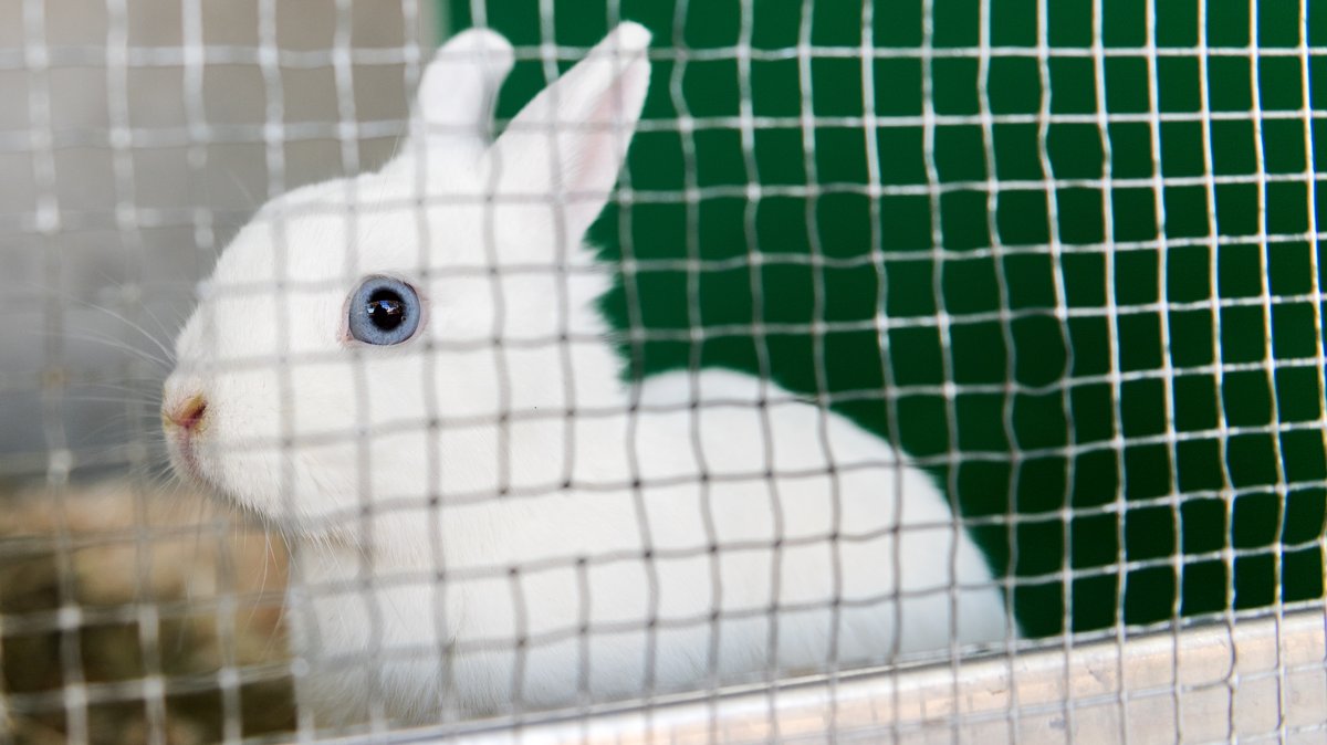 Kaninchen hinter Gittern (Symbolbild)