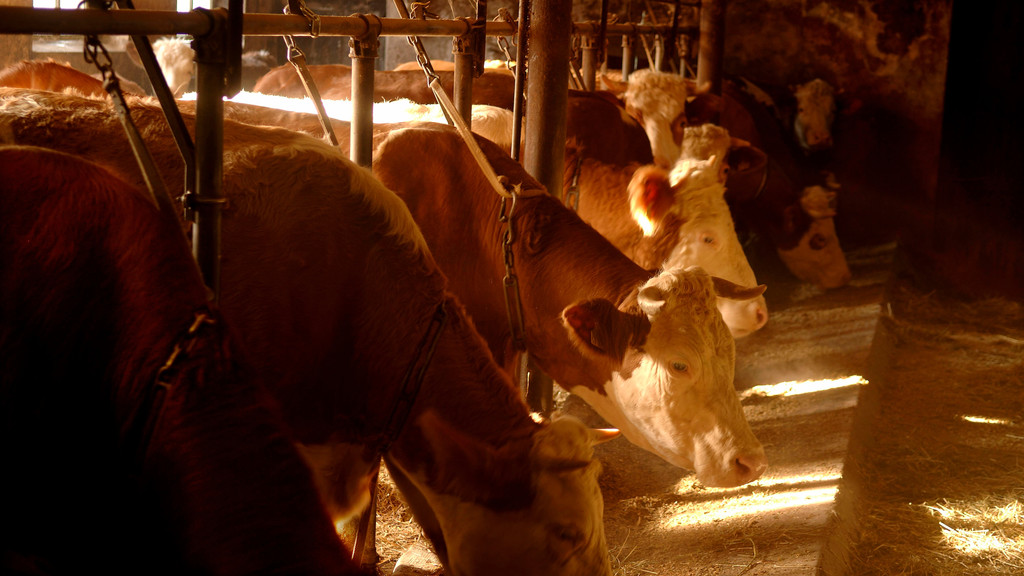 "Die Kühe von der Kette!", fordern Tierschützer seit Jahren 