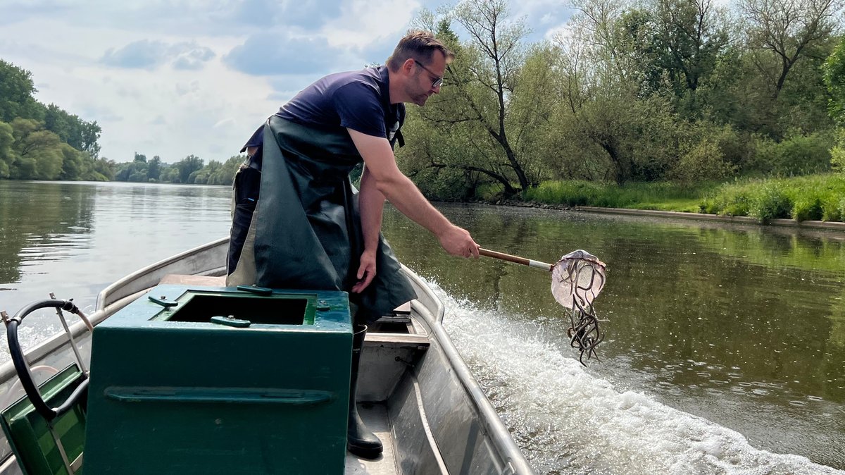 Auswilderung und Fischtaxi: Wie Main-Fischer den Aal retten