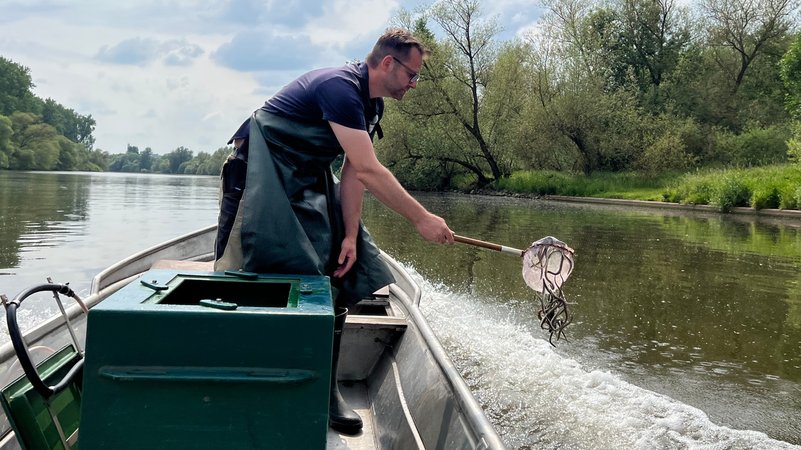 Berufsfischer Jochen Grimm aus Aschaffenburg setzt im Main junge Aale ein. | Bild: BR/Katrin Küx Berufsfischer Jochen Grimm aus Aschaffenburg setzt im Main junge Aale ein.
