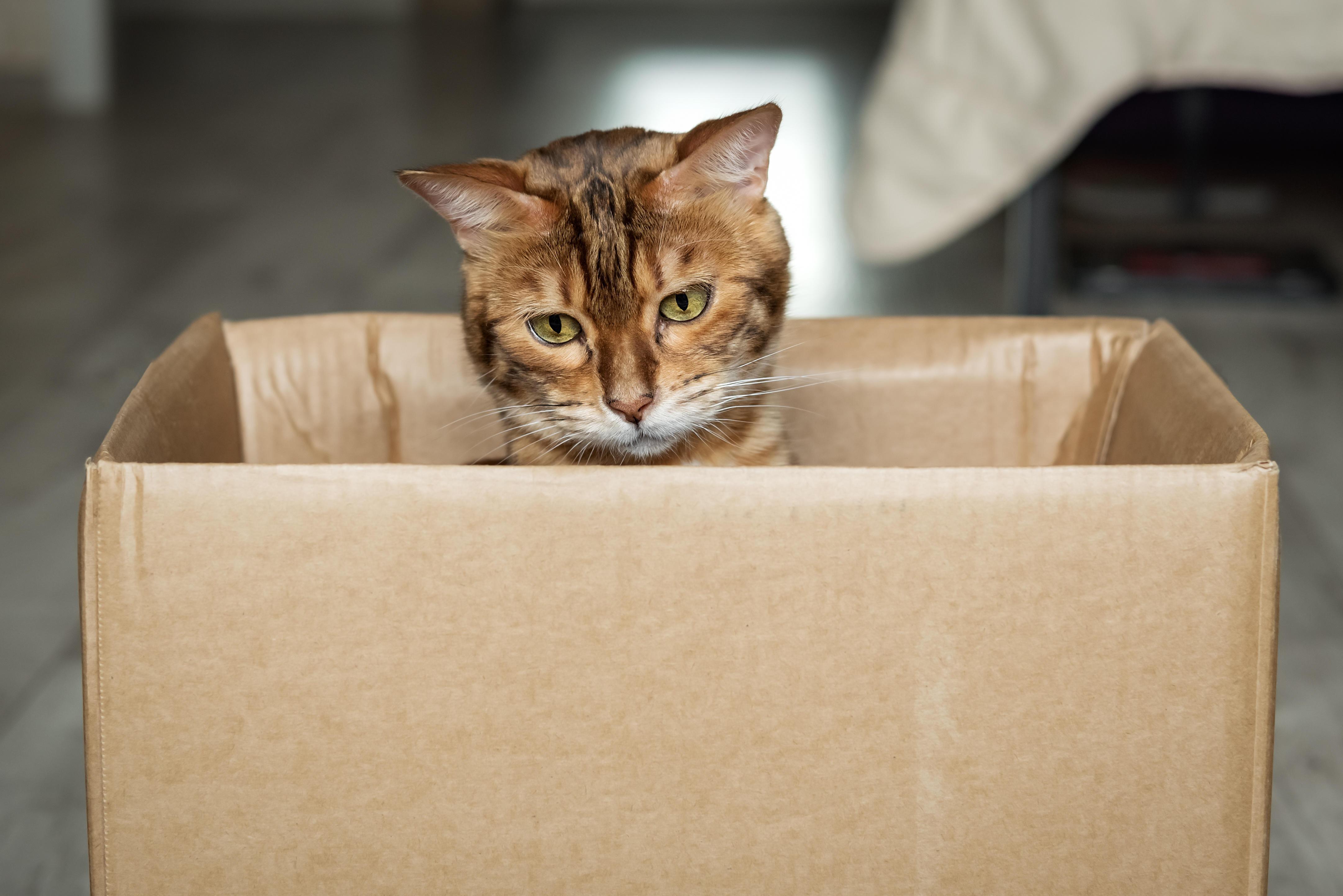 Eine Katze sitzt in einem Karton. 