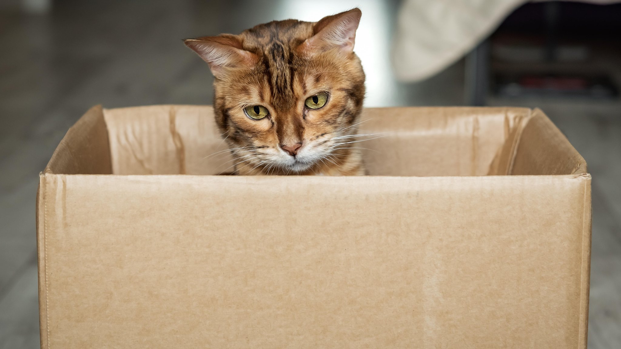 Frau in Bayern gibt versehentlich Päckchen mit Katze auf