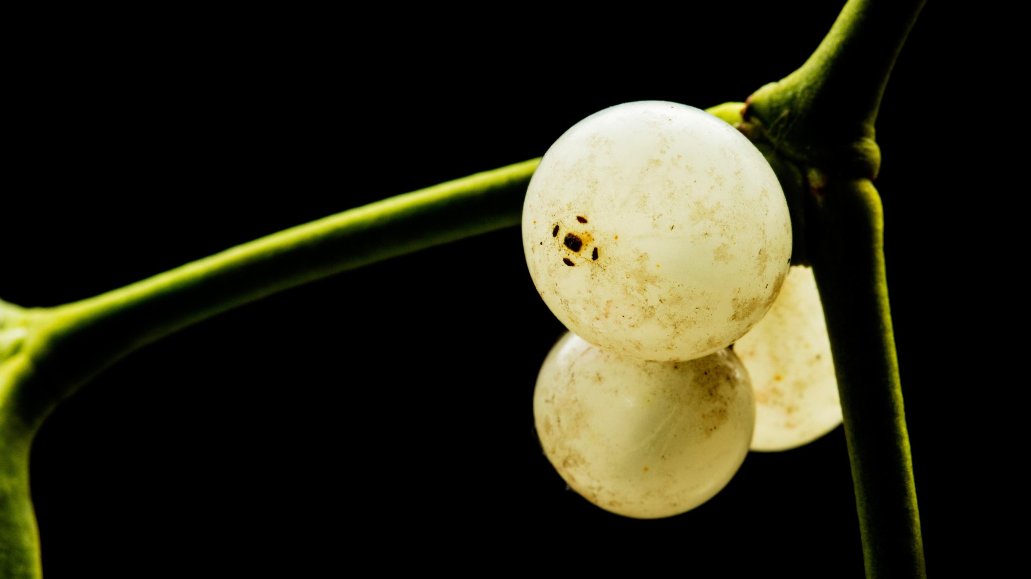 Zweig der Laubholzmistel (Viscum album) mit Beeren