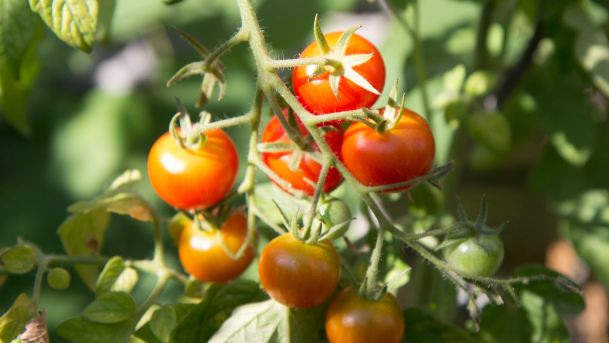 Über 200 Kilo Tomaten aus Gewächshaus geklaut