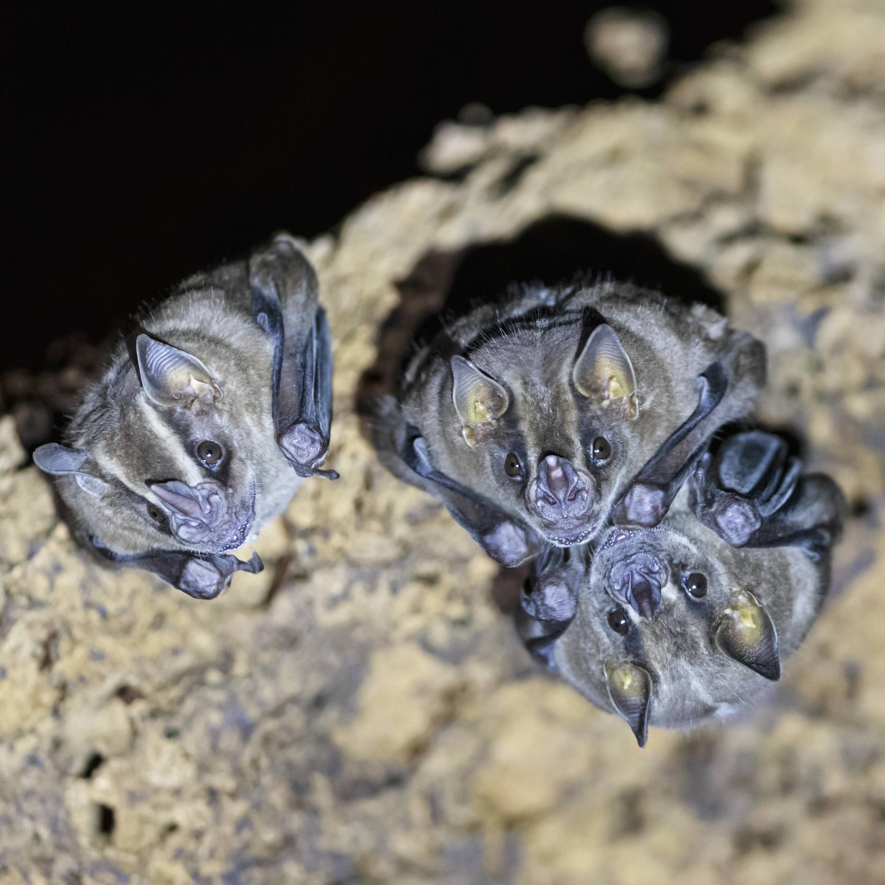 Die Vampirfledermaus - Der soziale Blutsauger