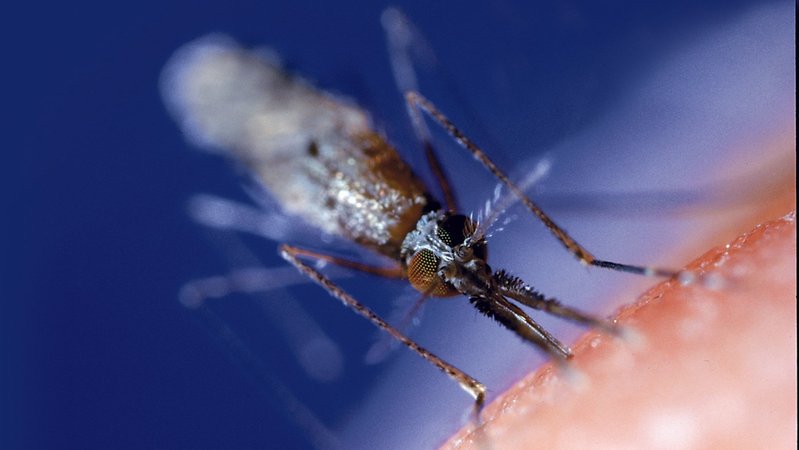 Woher kommt die Mückenplage in Oberbayern und was kann man dagegen tun?