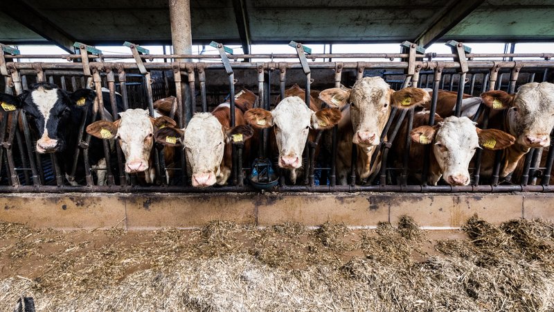 Mehrere Kühe im Stall, die in die Kamera schauen. | Bild: stock.adobe.com/Andreas Lattke Mehrere Kühe im Stall, die in die Kamera schauen.