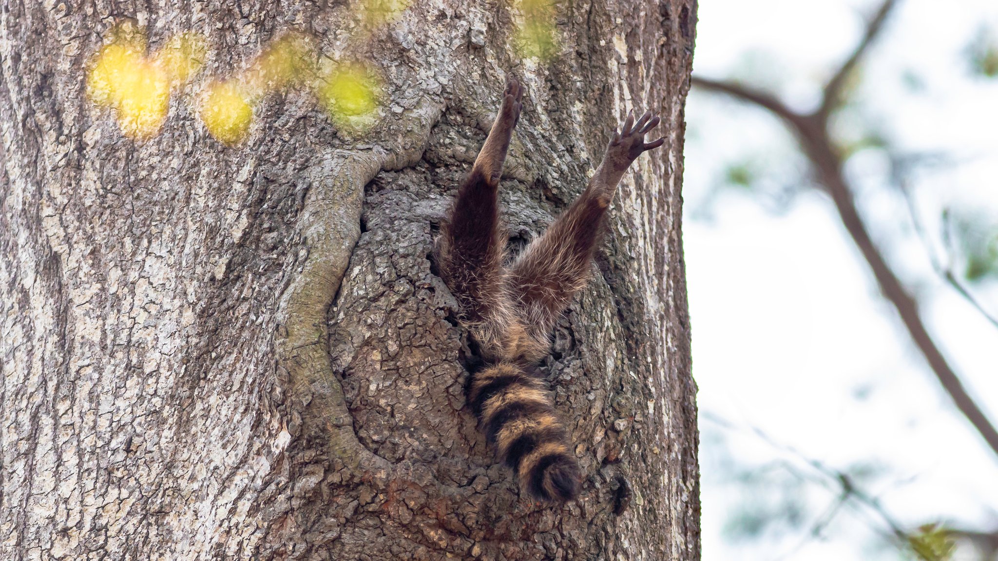 Steckengebliebener Waschbär in Newport News, Virginia, USA