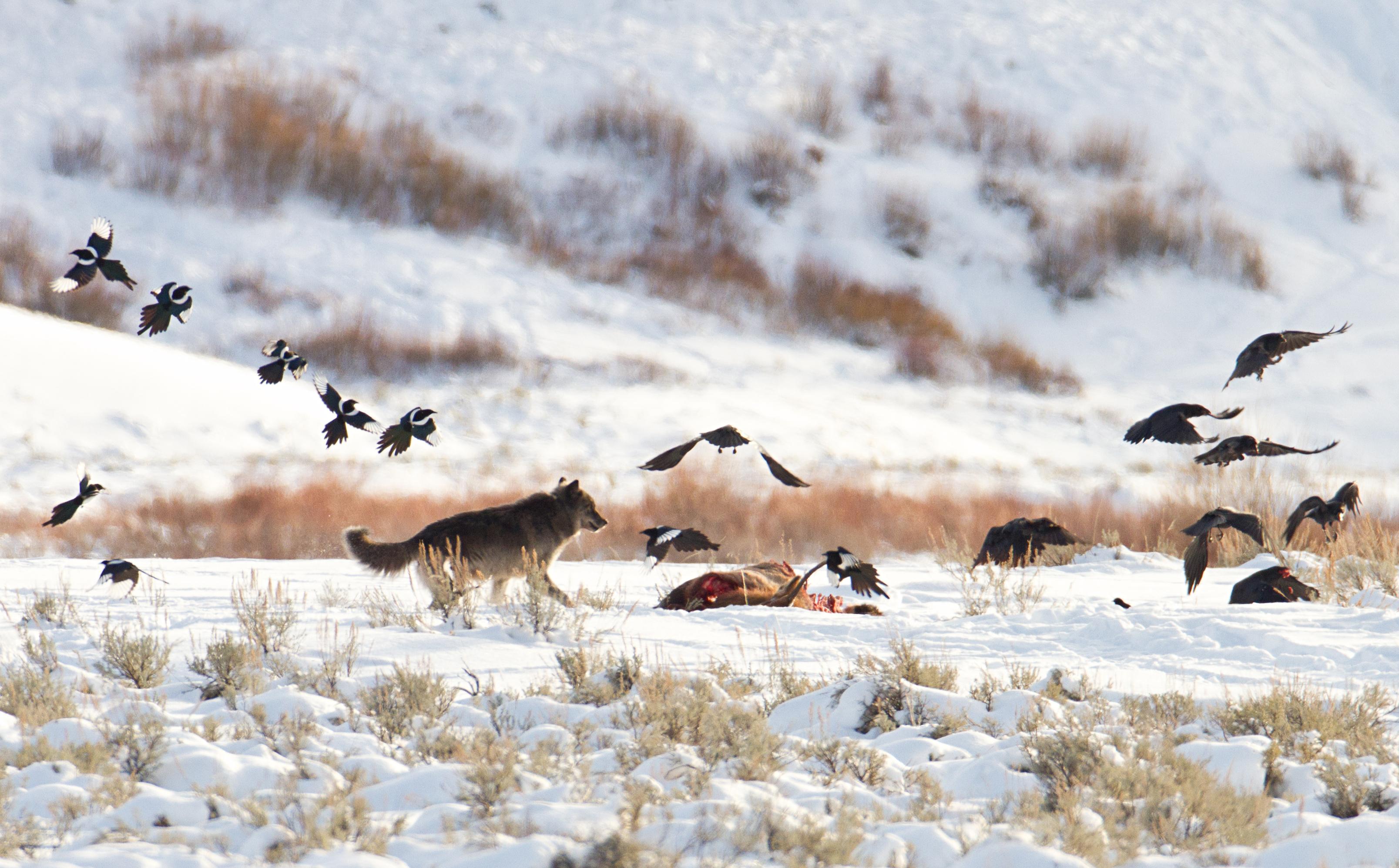 Raben und Elstern fliegen über einem im Schnee liegenden Kadaver im Yellowstone Nationalpark, dem sich auch ein Wolf annähert. Laut einer neuen Studie haben Raben gelernt, wo sie mit hoher Wahrscheinlichkeit einen Wolfsriss finden - und fliegen gezielt hin.