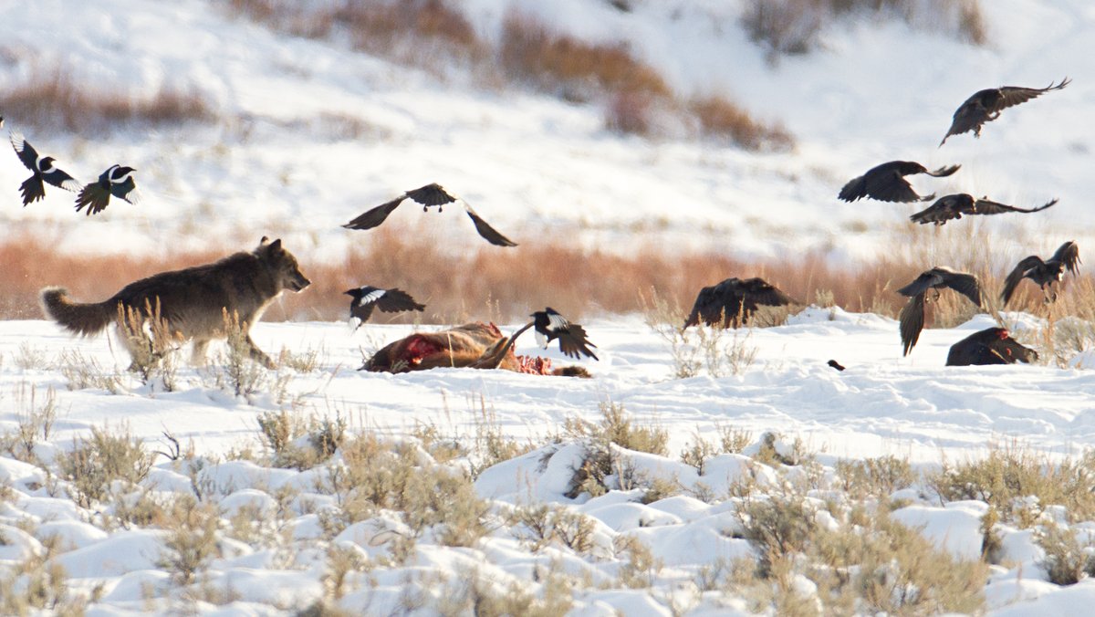 Raben und Elstern fliegen über einem im Schnee liegenden Kadaver im Yellowstone Nationalpark, dem sich auch ein Wolf annähert. Laut einer neuen Studie haben Raben gelernt, wo sie mit hoher Wahrscheinlichkeit einen Wolfsriss finden - und fliegen gezielt hin.