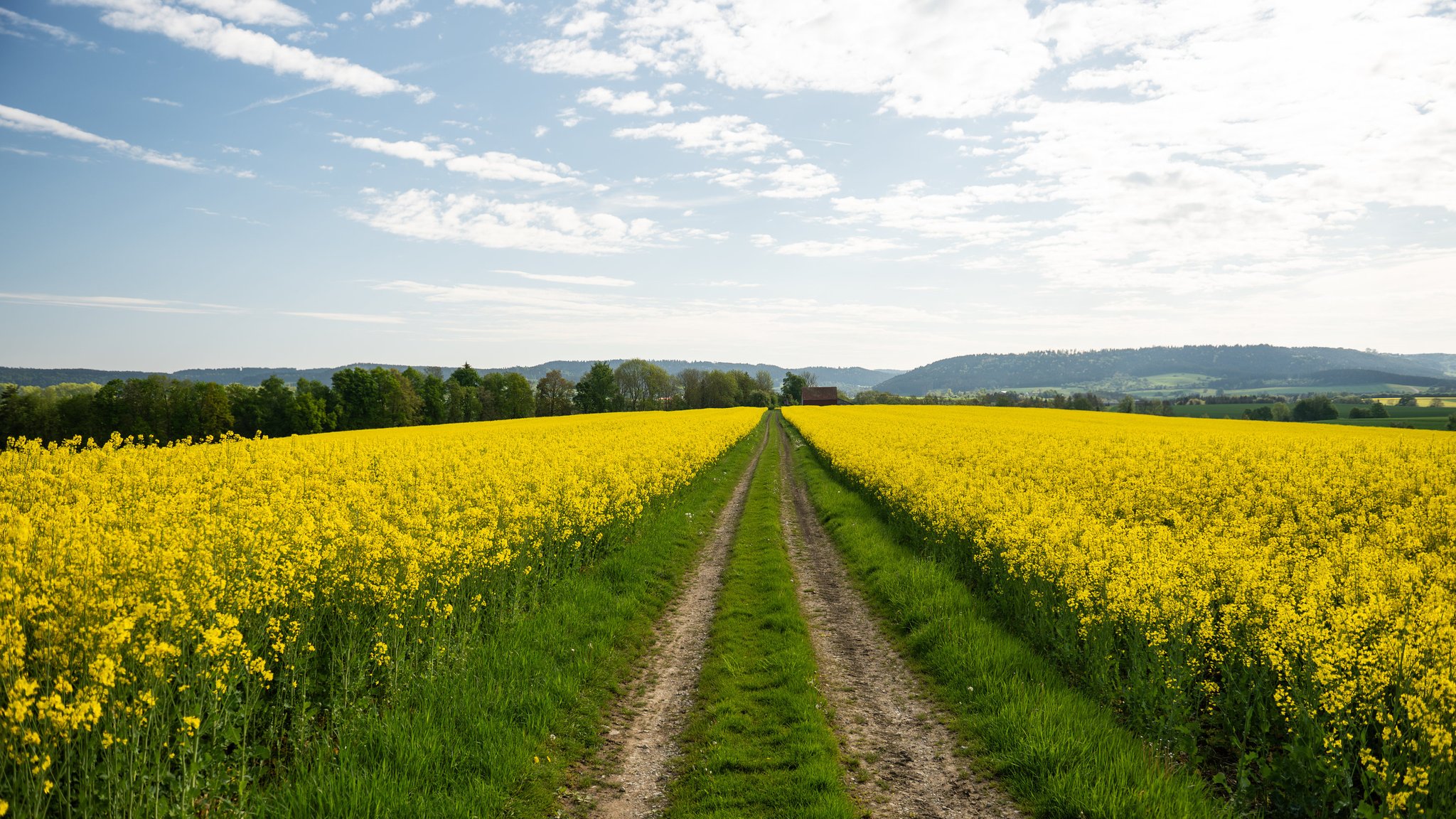 Blick auf ein frühlingshaft blühendes Rapsfeld.