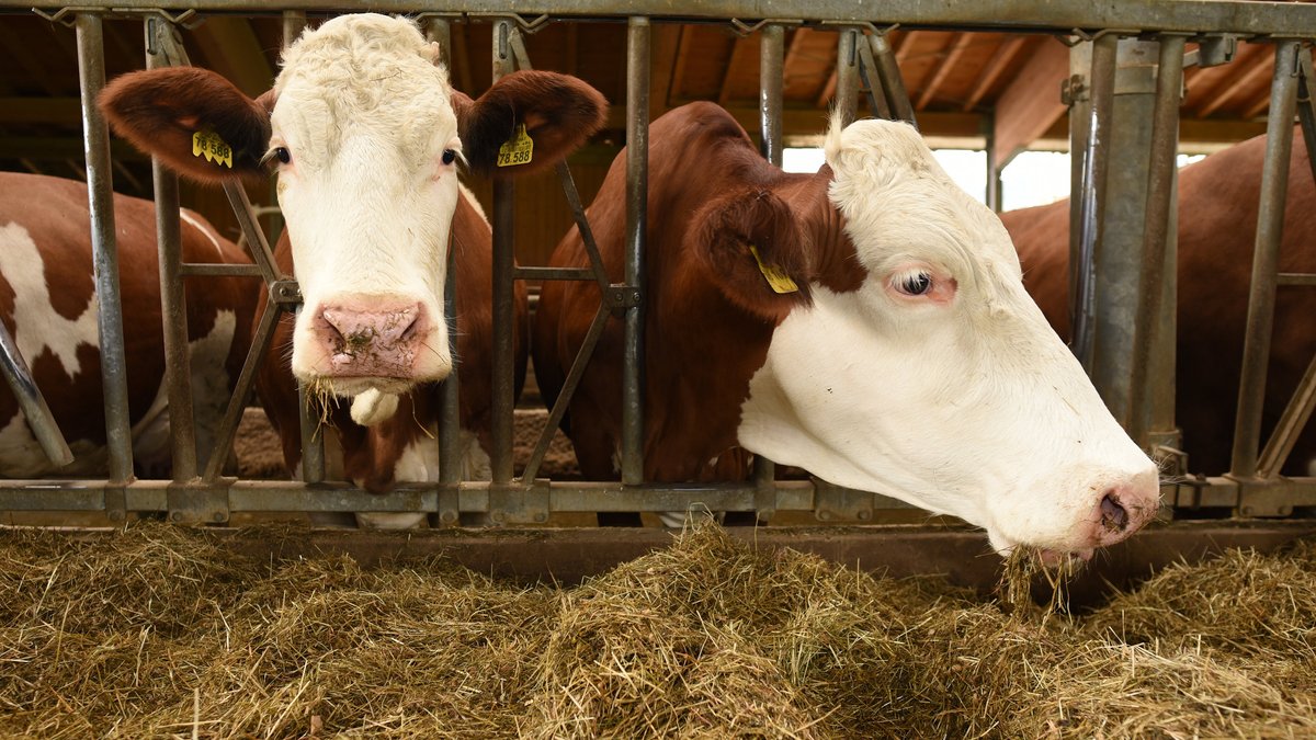 Weniger Rinder und weniger Milch in Bayern