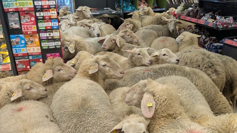 Tierischer Ausflug in den Supermarkt - Schafe gehen shoppen | Bild: REWE Group/dpa - Tierischer Ausflug in den Supermarkt - Schafe gehen shoppen
