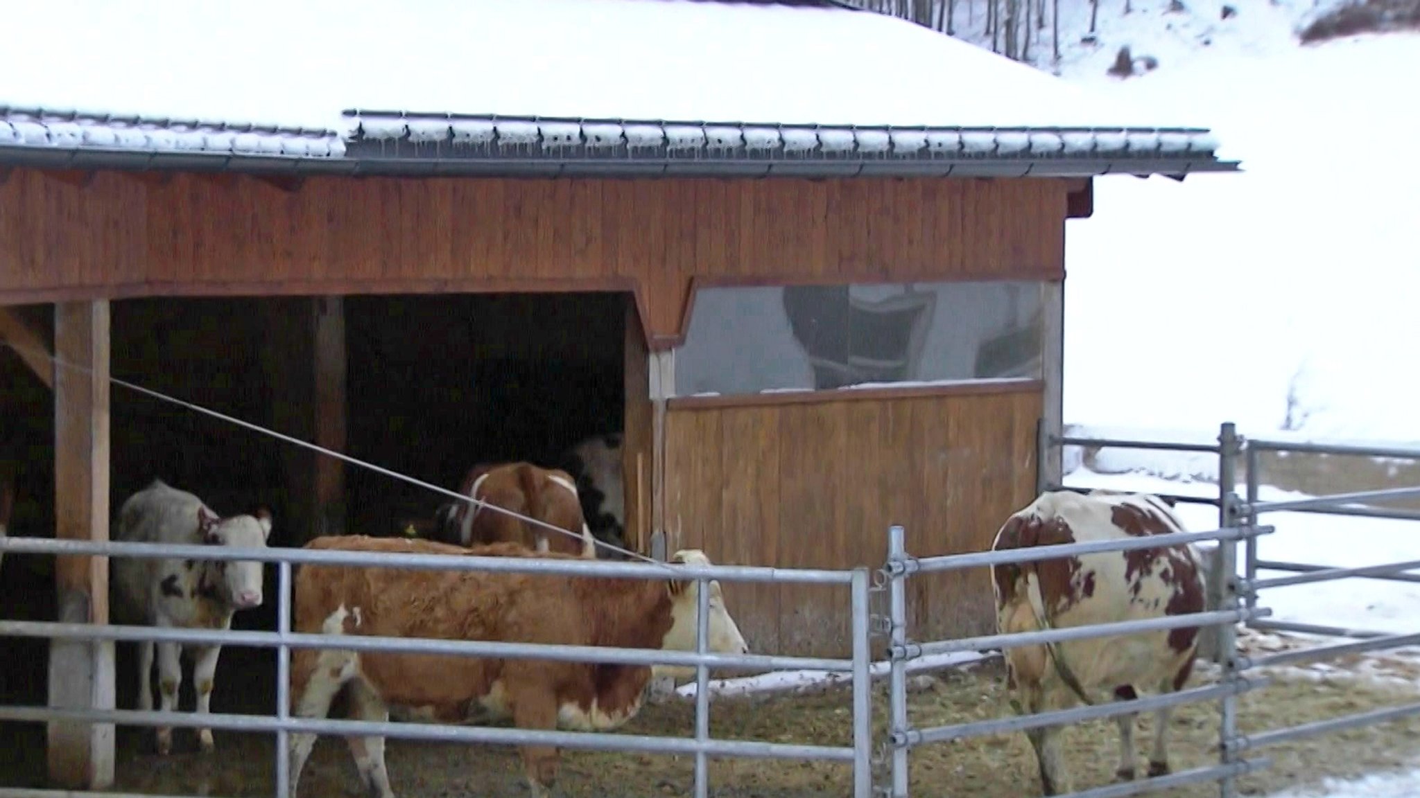 Laufstall statt Anbindehaltung