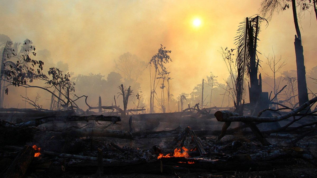 Verbrannter Urwald in der Nähe von Lábrea im brasilianischen Bundesstaat Amazonas