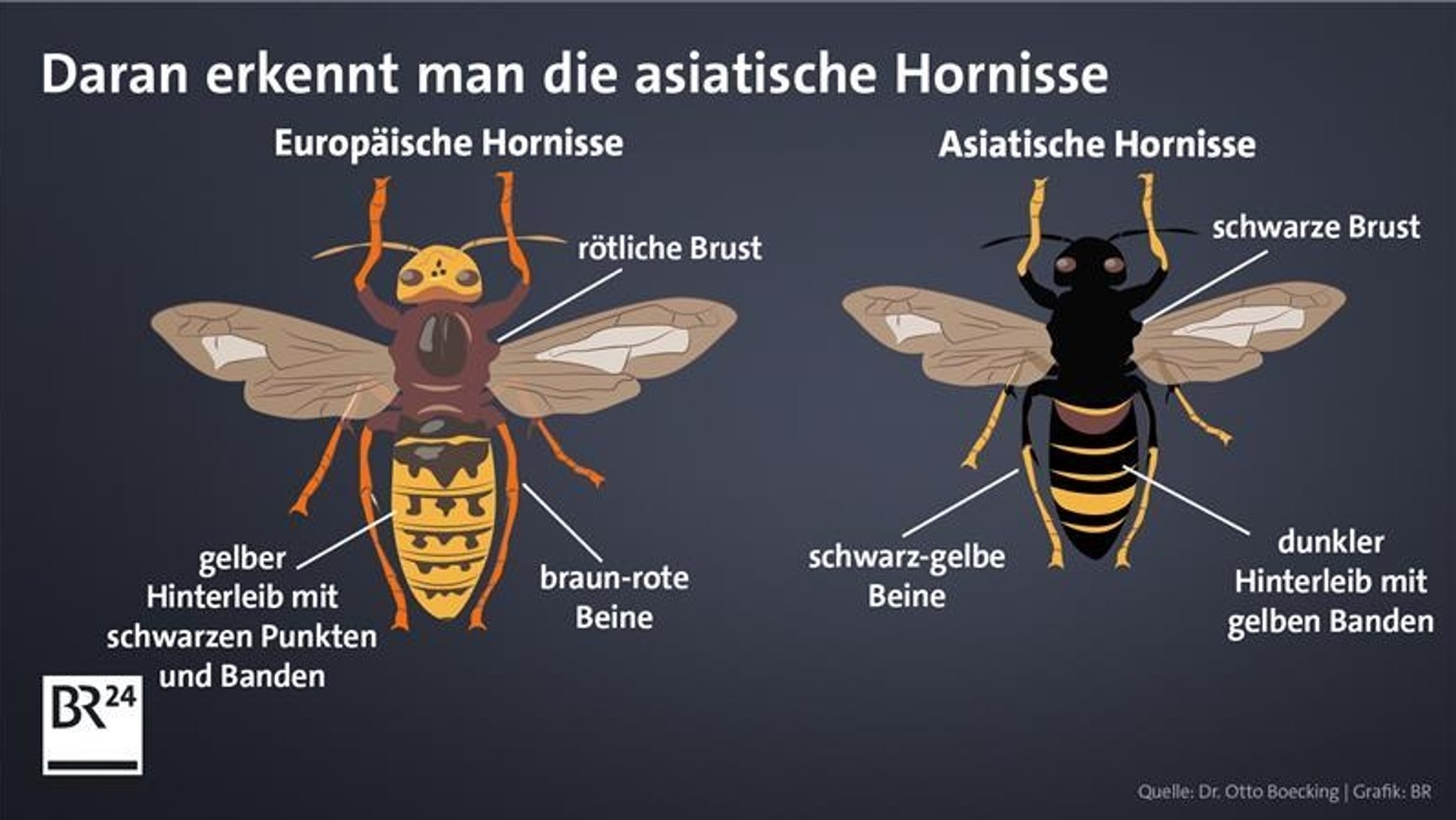 Daran erkennt man die asiatische Hornisse 