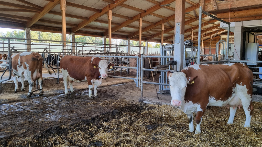 Milchkühe in einem Stall im Landkreis Mühldorf