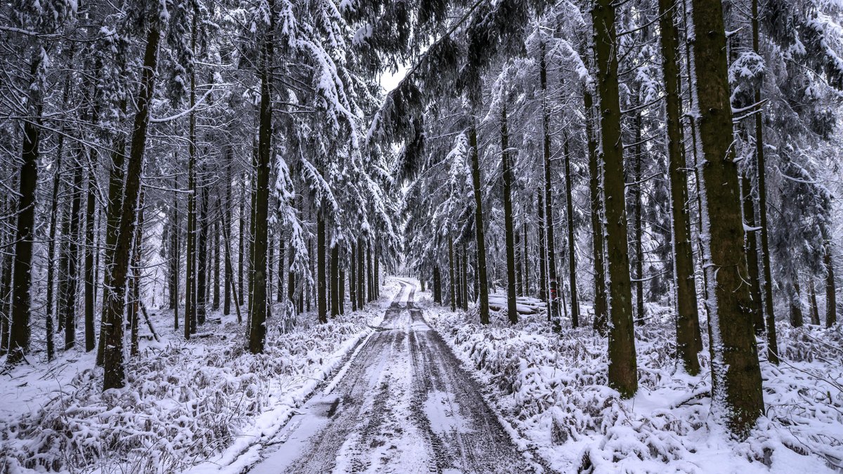 Ehemann gestürzt: 81-Jährige läuft kilometerweit durch den Wald