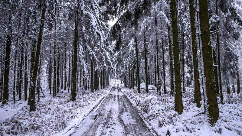 Verschneiter Waldweg zwischen hohen Bäumen (Symbolbild) | Bild: picture alliance / imageBROKER | C.Kosanetzky Verschneiter Waldweg zwischen hohen Bäumen (Symbolbild)