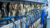 Bauer melkt Kühe im Melkstand | Bild:dpa-Bildfunk/Jens Büttner