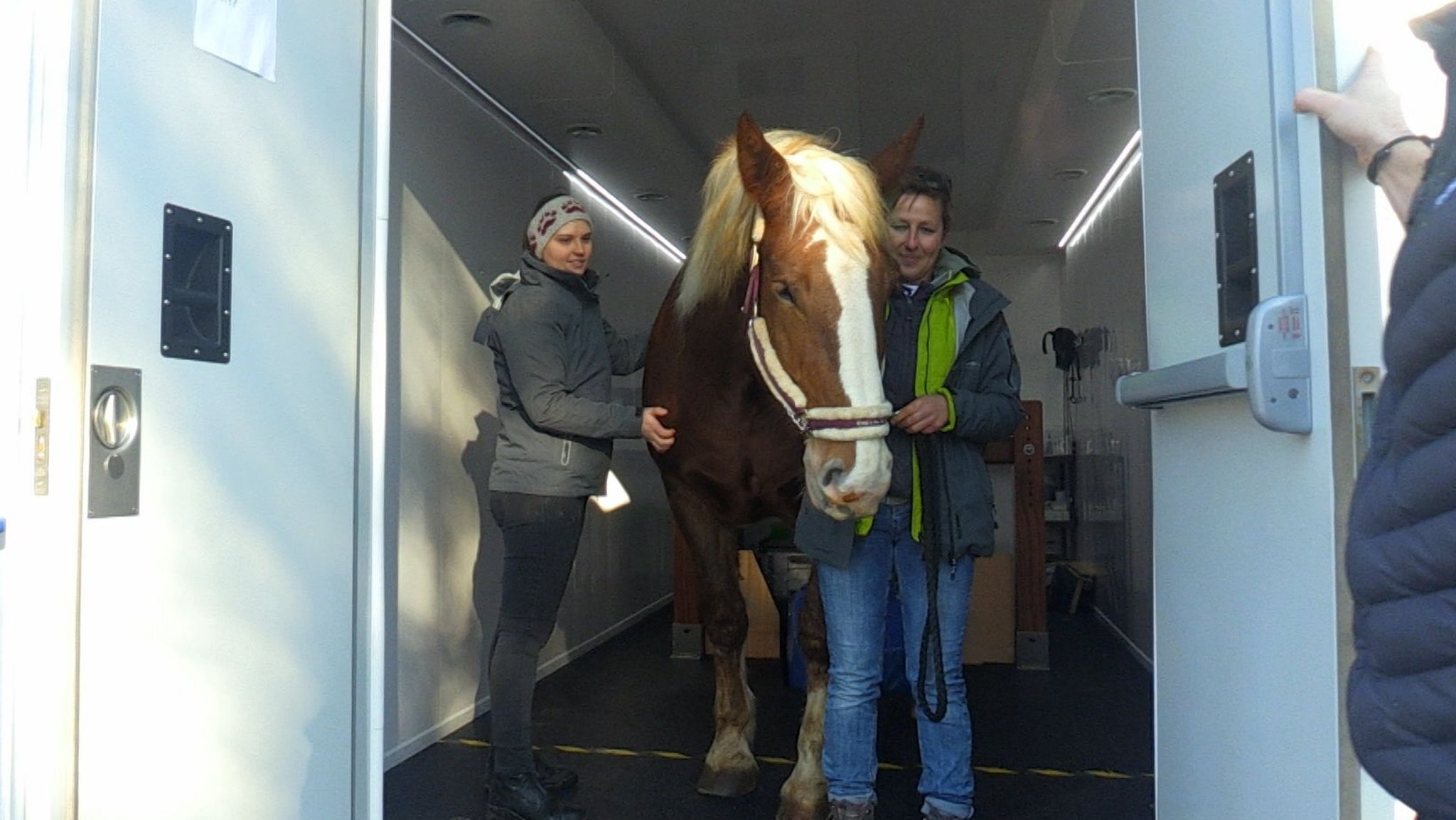 Kaltblut-Stute "Peaches" steht im MRT des Medizinischen Pferdezentrums Stephansmühle.