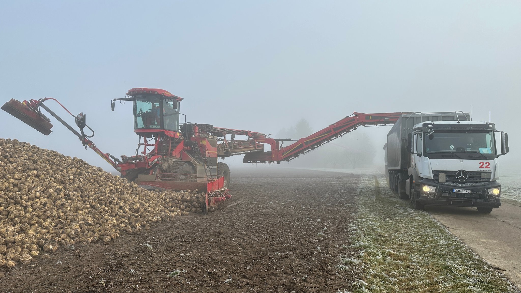 Eine Maschine lädt Zuckerrüben auf einen Lkw