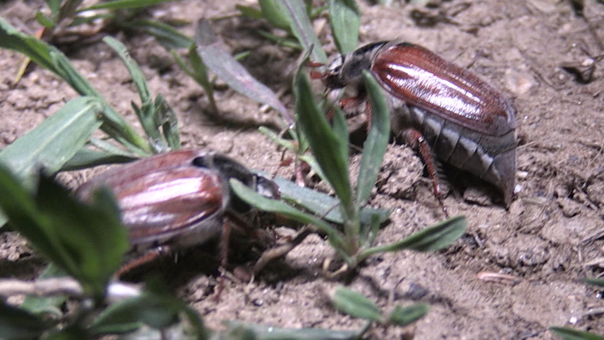 Zwei Maikäfer auf einem Feld