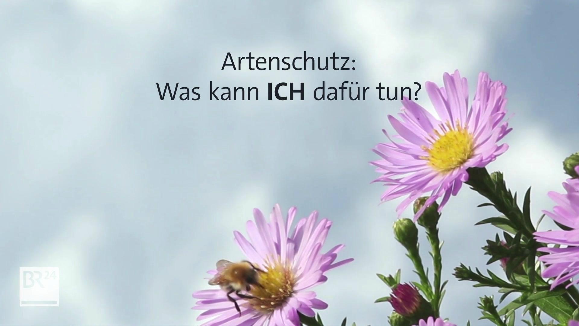 Biene auf einer Blume