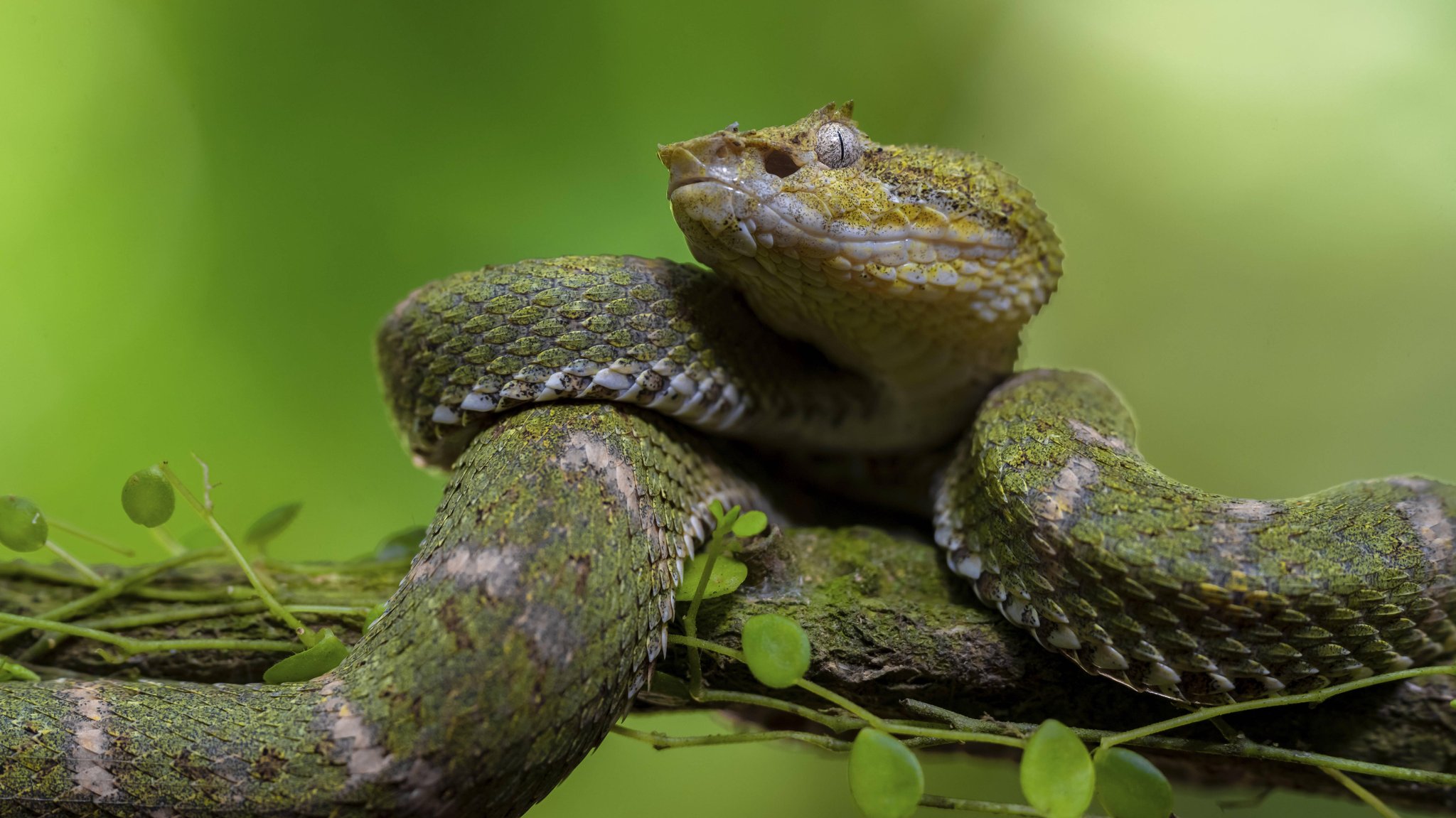 Grüne Lanzenotter auf einem Ast (Symbolbild) | Bild: pa/dpa/Mara & Moritz Wolf Grüne Lanzenotter auf einem Ast (Symbolbild)