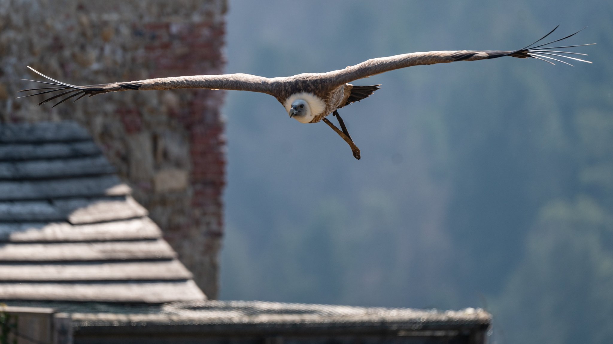 Ein Gänsegeier fliegt auf dem Falkenhof Schloss Rosenburg.