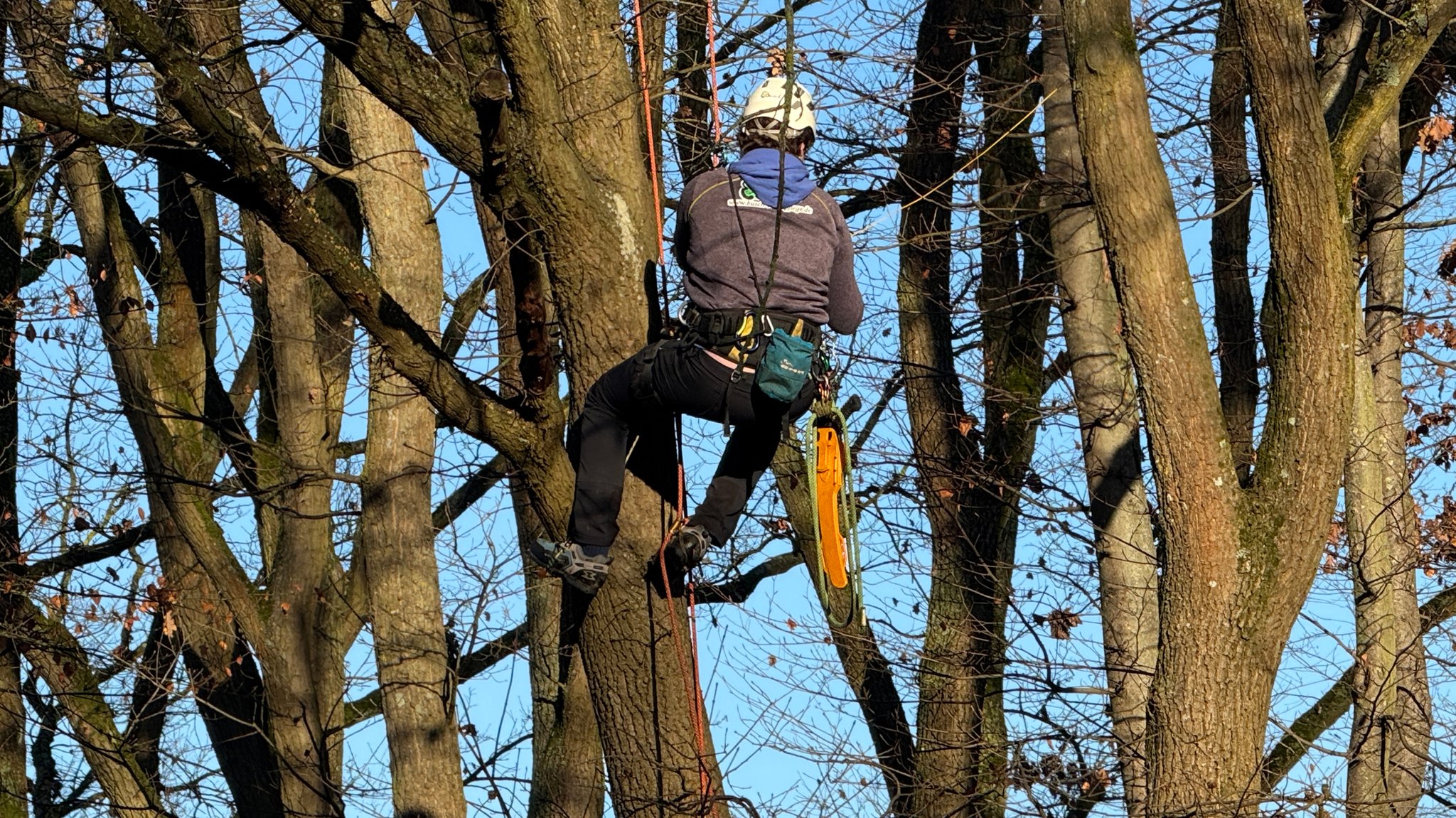Seikletterer installiert Eichhörnchenbrücke | Bild: André Winkel, SÖR Nürnberg Seikletterer installiert Eichhörnchenbrücke