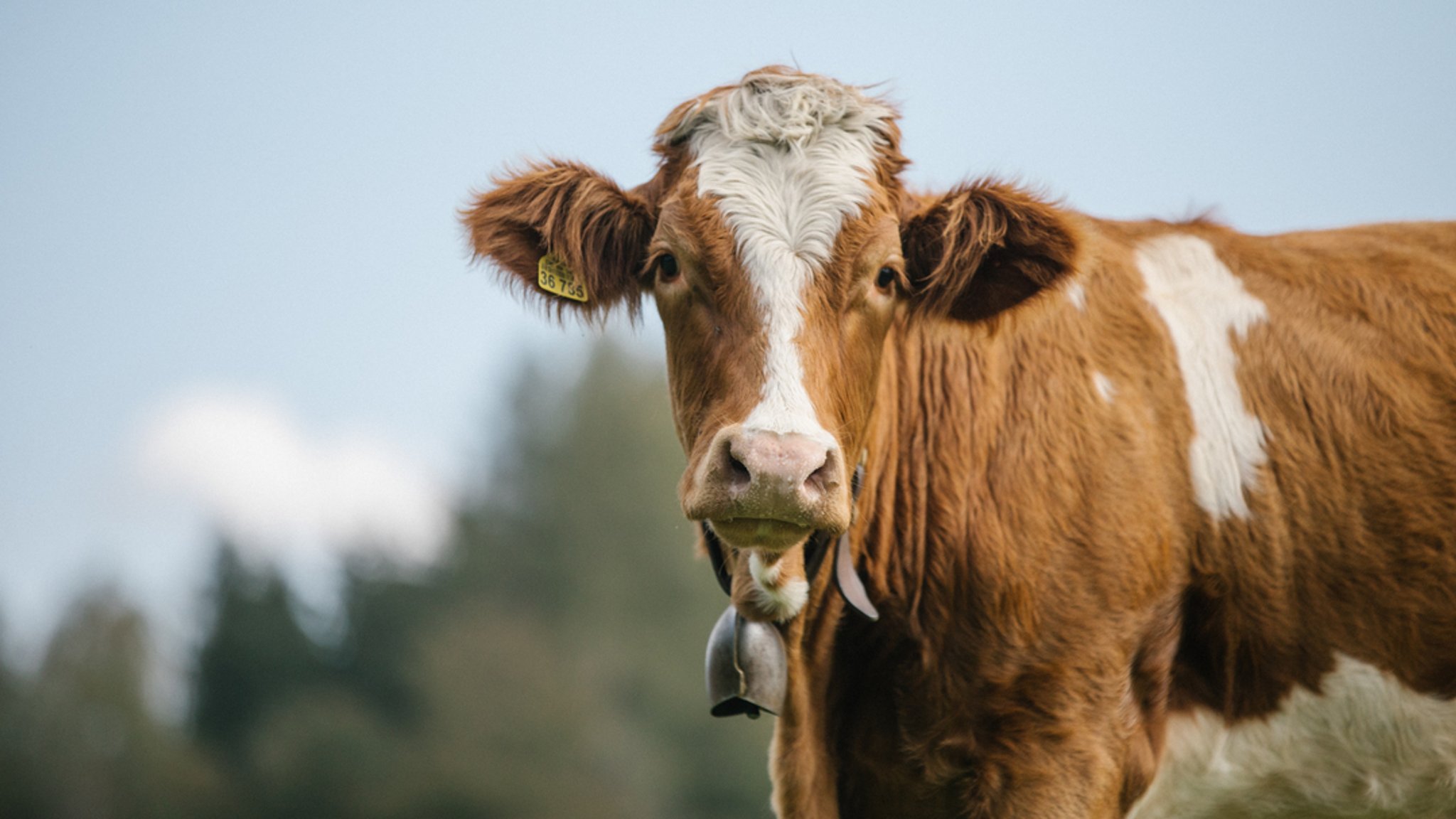 Weniger Kühe und weniger Milchbauern in Bayern