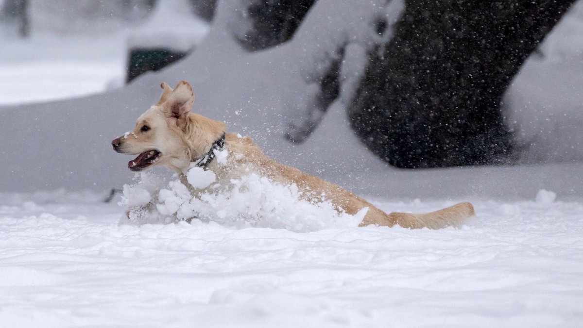 Ein Hund tollt im Schnee