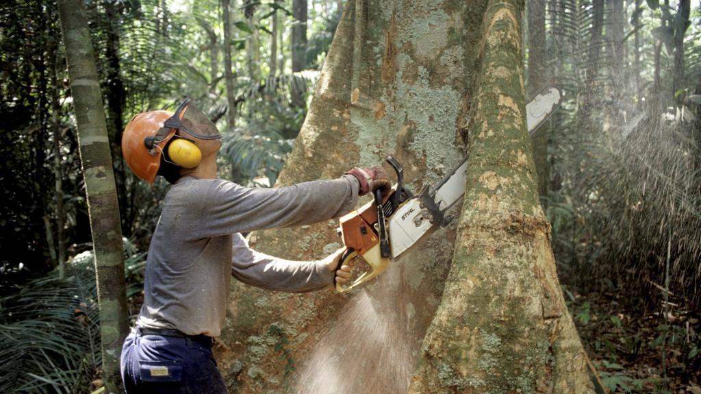 Ein Mann fällt mit einer Kettensäge im Regenwald des Amazonas einen Baum.