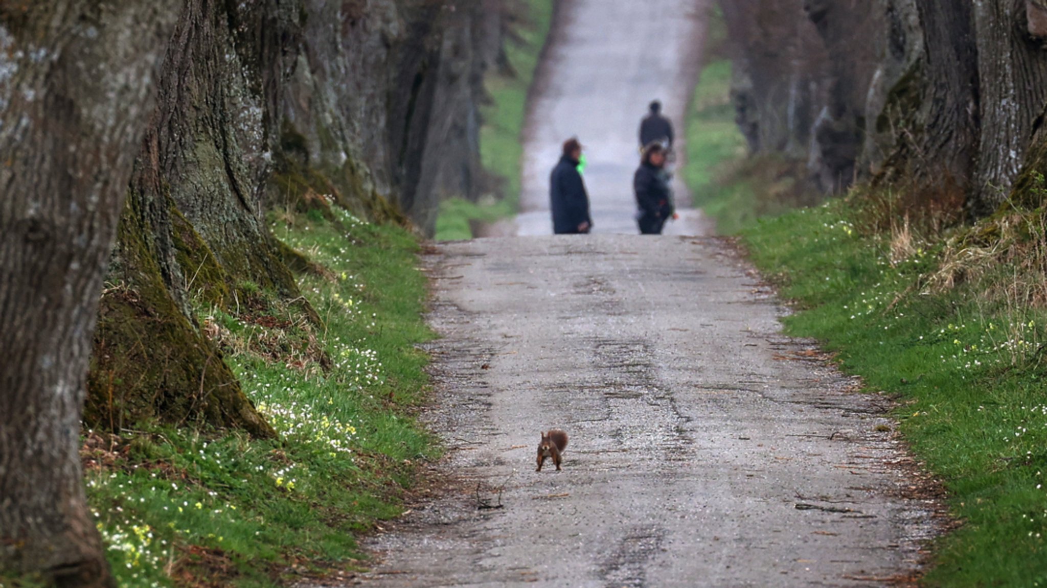 Bayern, Marktoberdorf: Ein Eichhörnchen springt auf der Kurfürstenallee über den Weg.