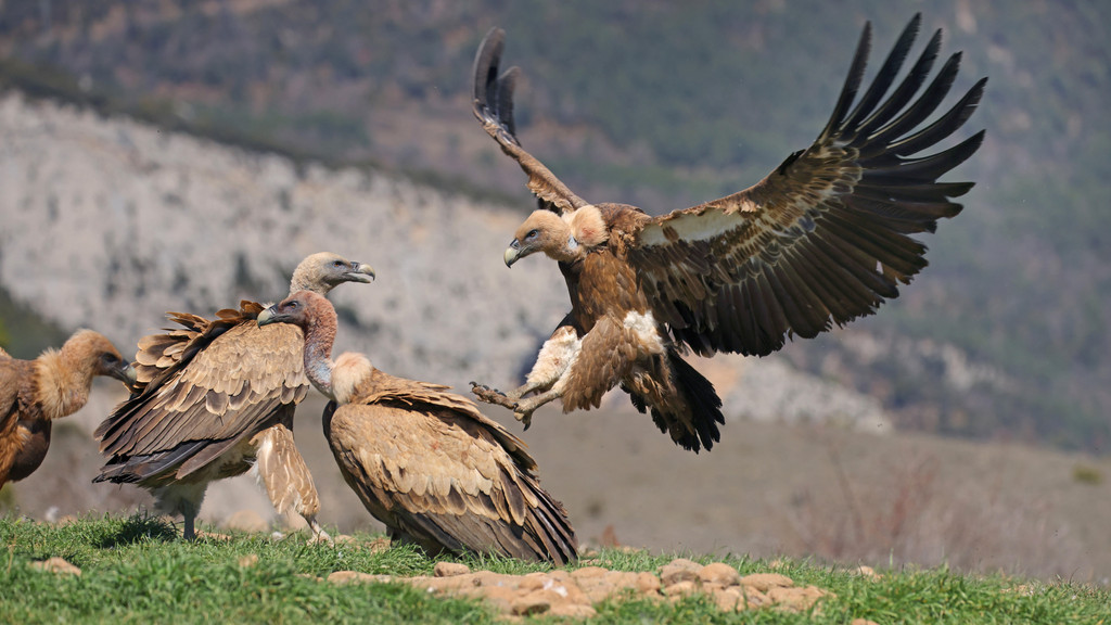 Gänsegeier in Spanien. Sie gehören zu den größten Vögeln Europas. 