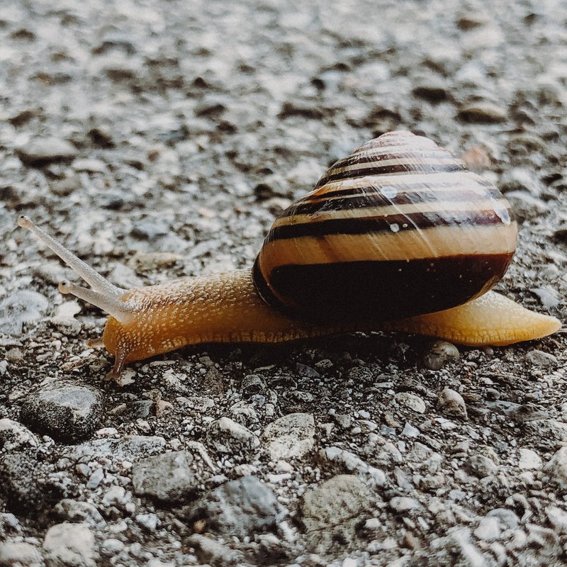 Schnecken im Garten bekämpfen: Das hilft gegen Nacktschnecken | BR24